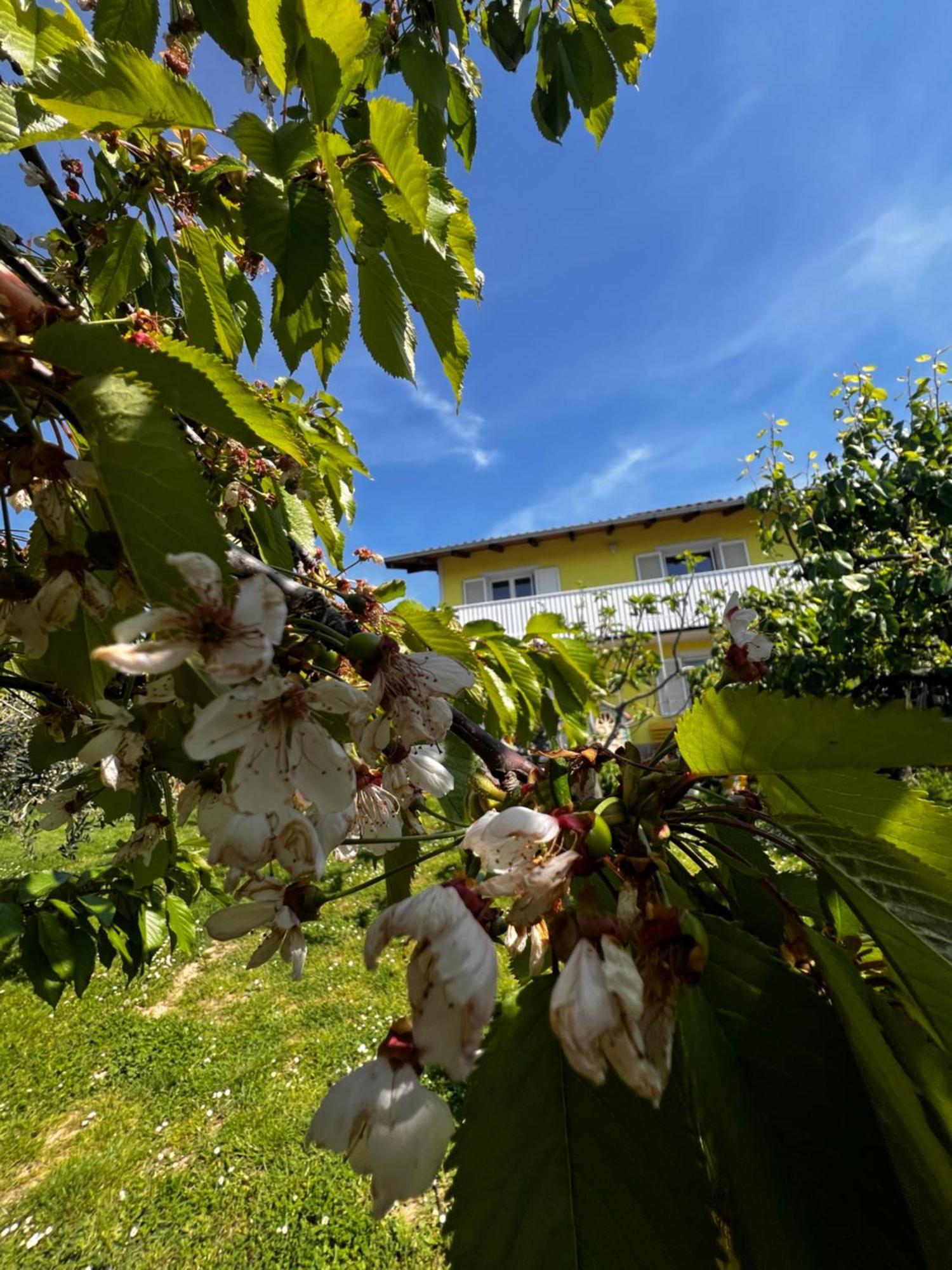 Na Kmetiji S Konji - Pogelsek Apartment Ankaran Exterior foto
